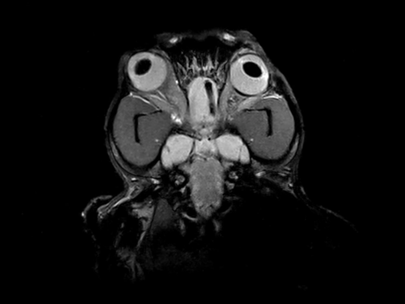 DTLMEDICAL_ESAOTE_RMN_VET_GRAND_RADIOGRAFIE_VETERINARA_4