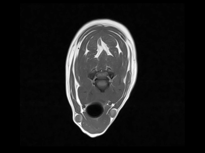 DTLMEDICAL_ESAOTE_RMN_VET_GRAND_RADIOGRAFIE_VETERINARA_6