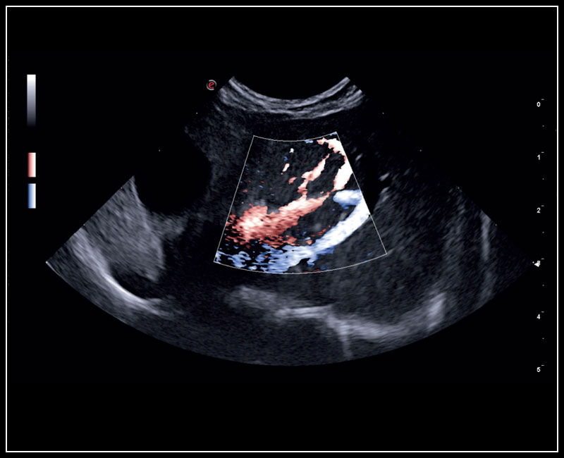 dtlmedical-esaote-ecograf-MyLabX8VET-ecografie-caine-B-Mode-img2